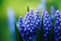 Water droplet on grape hyacinth flower blossom nature.