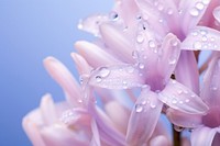 Water droplet on hyacinth nature flower backgrounds.