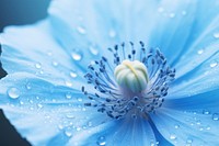 Water droplet on himalayan blue poppy flower nature backgrounds.