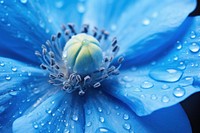 Water droplet on himalayan blue poppy flower backgrounds blossom.