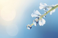 Water droplet on jacobs ladder nature flower outdoors.