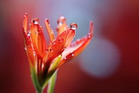Water droplet on kangaroo paw flower blossom nature.