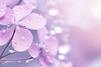 Water droplet on lunaria flower nature backgrounds.