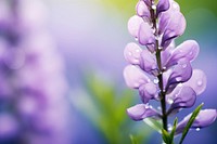 Water droplet on lupine flower nature lavender.