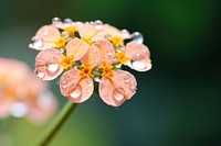 Water droplet on lantana nature flower outdoors.