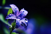 Water droplet on lobelia flower blossom nature.