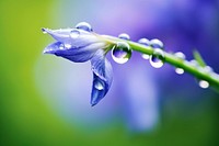 Water droplet on lobelia nature flower outdoors.