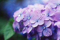 Water droplet on purple hydrangea flower nature backgrounds.