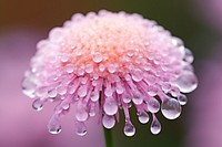 Water droplet on pincushion flower nature outdoors blossom.