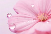 Water droplet on pink primrose flower backgrounds blossom.