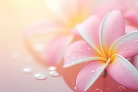 Water droplet on plumeria flower backgrounds nature.