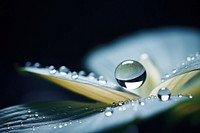 Water droplet on queen of the night nature flower petal.