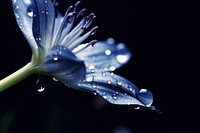 Water droplet on queen of the night flower blossom nature.