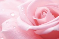 Water droplet on rose petals flower backgrounds nature.