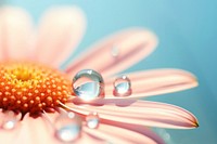 Water droplet on suzani flower nature petal.