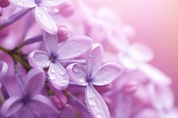 Water droplet on syringa flower backgrounds blossom.
