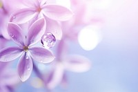 Water droplet on syringa flower nature backgrounds.