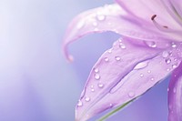 Water droplet on serbian bellflower nature backgrounds outdoors.