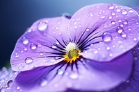 Water droplet on wild pansy flower blossom nature.