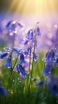 Close up of bluebells flower sunlight outdoors.