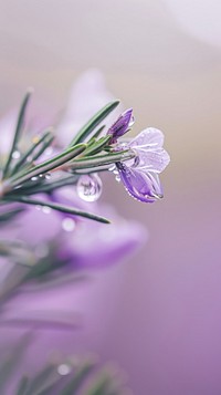 Water droplet on rosemary flower lavender blossom.