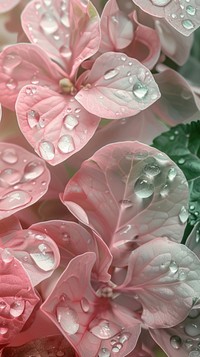 Water droplets on ivy flower nature petal.