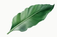 Banana leaf plant lightweight freshness.