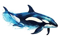 Orca whale animal mammal fish.