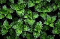 Mint plant green herbs.