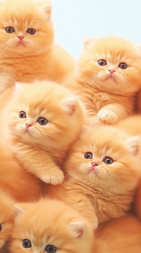 Orange british shorthair animal mammal kitten.