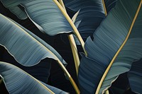 Banana leaves backgrounds outdoors nature.