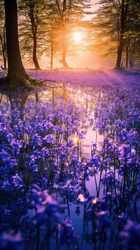Bluebells flower sun landscape.