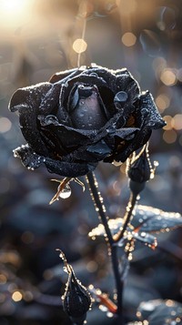 Black rose with water droplet flower plant inflorescence.