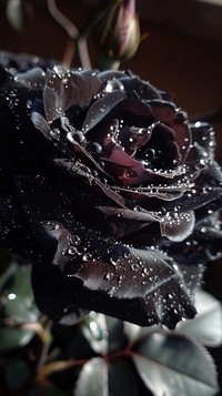 Black rose with water droplet flower petal plant.