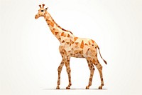 Giraffe wildlife standing animal.