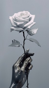 Grey tone wallpaper a hand holding rose flower plant adult.