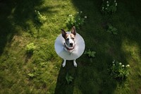 Dog with a cone collar looking up at camera in garden animal pet outdoors.