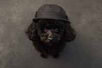 Poodle with hat looking up at camera animal pet mammal.