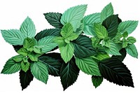 Mint green plant herbs leaf.