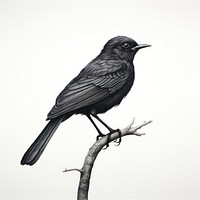 Bird blackbird animal nature.