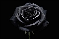 Rose black nature flower.