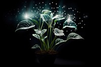 Starry houseplant light flower leaf.