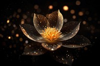 Starry lotus flower pollen petal.