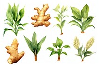 Ginger herbs plant food.