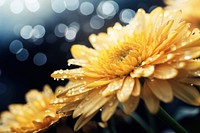 Water droplet on yellow chrysanthemum flower nature chrysanths.