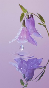 Water droplet on bellflower reflection purple petal.