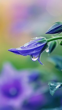 Water droplet on bellflower outdoors nature purple.
