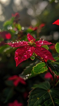 Water droplet on christmas flower outdoors blossom nature.