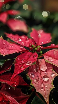 Water droplet on christmas flower plant petal leaf.