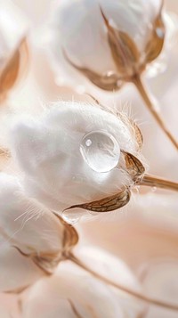 Water droplet on cotton flower petal plant backgrounds.
